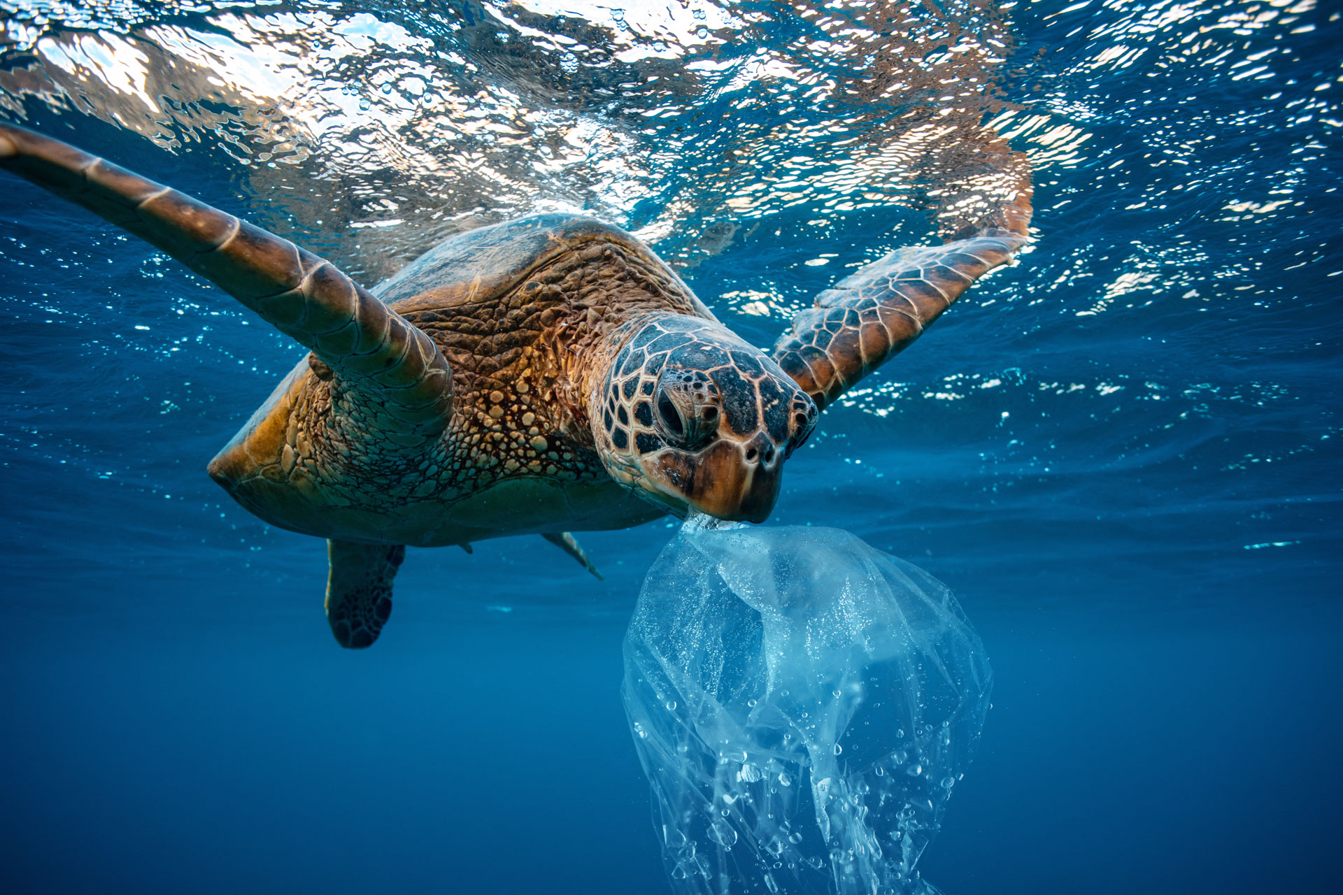 samy wildlife keeper ong nos missions benevolat pollution plastique mer mediterranee tortue