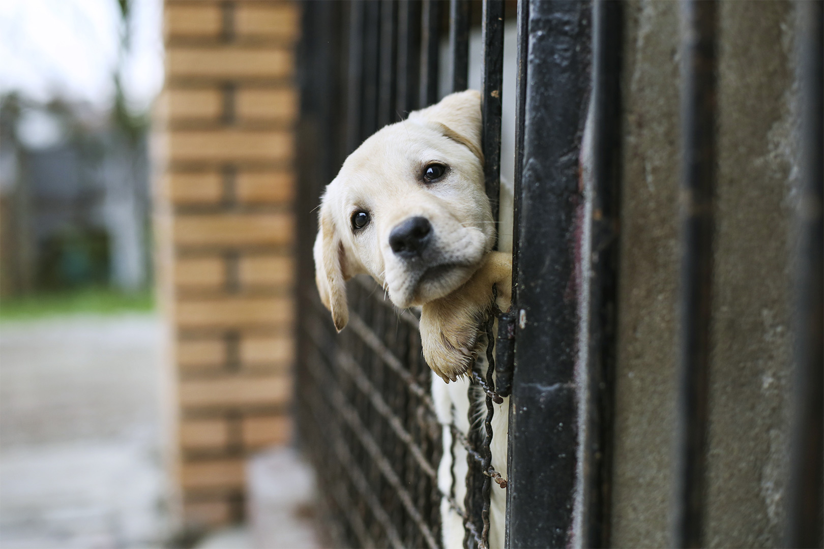 samy wildlife keeper ong actualite abandons animaux de compagnie