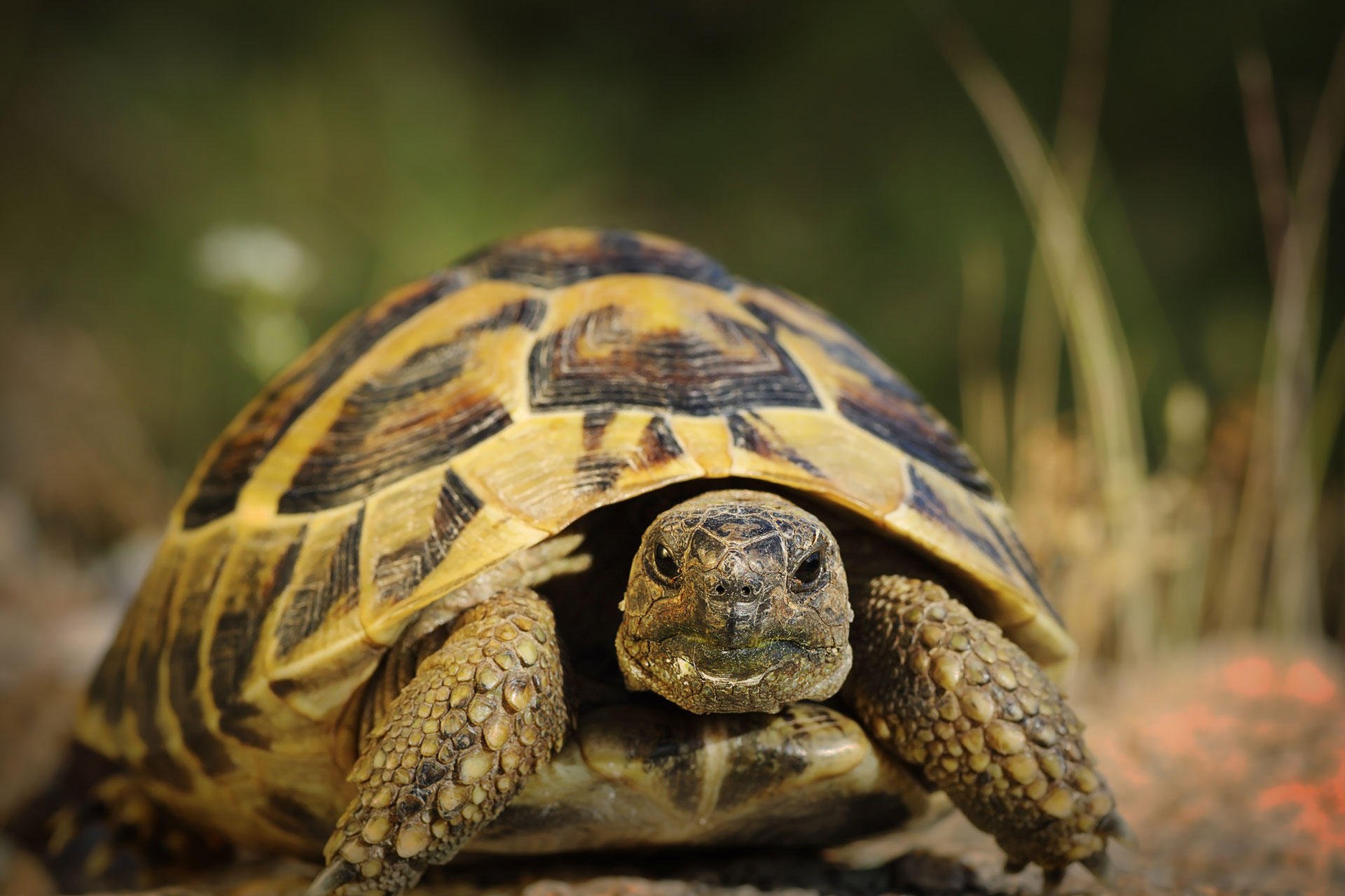 samy wildlife keeper ong combat protection faune sauvage region PACA tortue