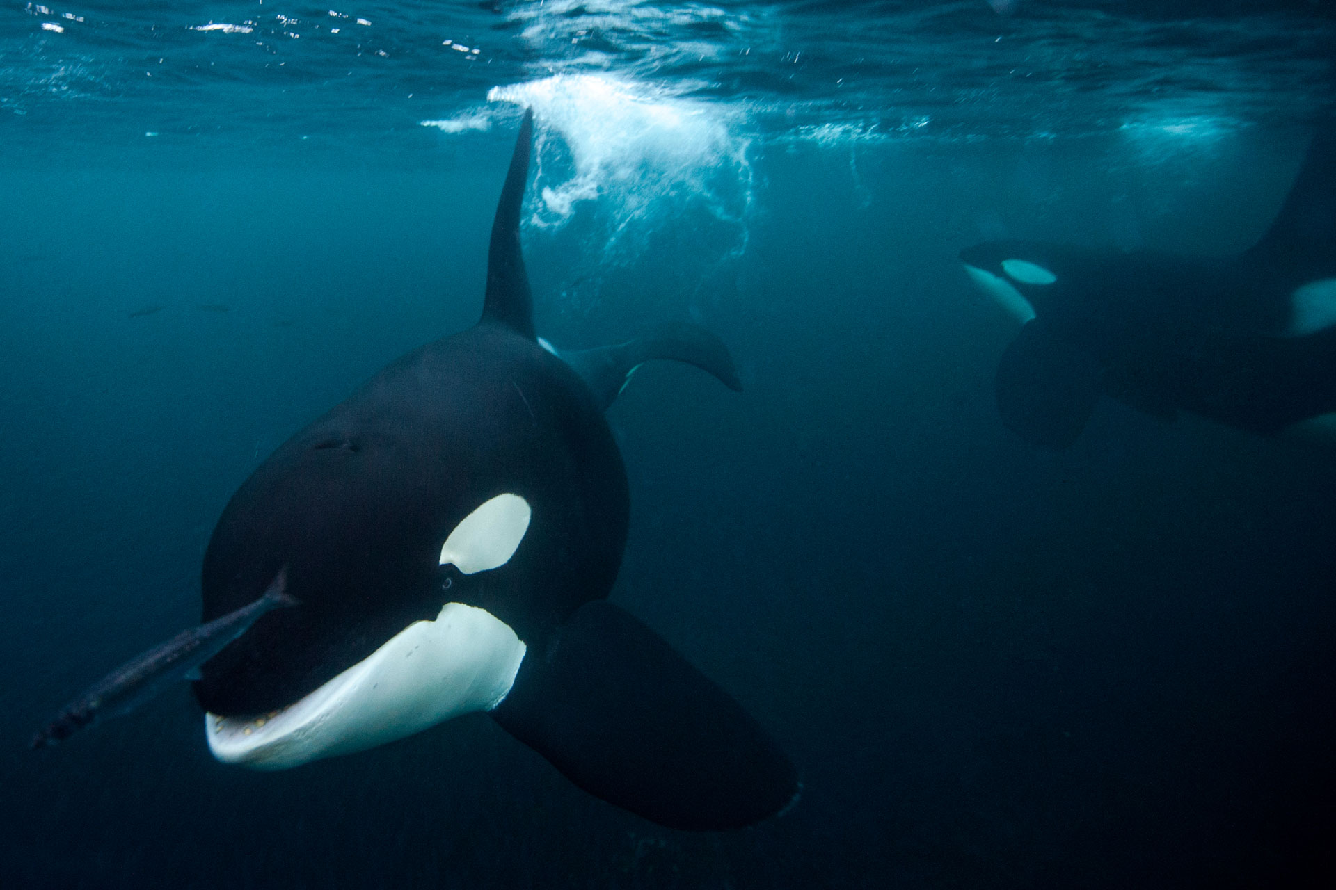 samy wildlife keeper ong nos combats stop delphinarium marineland orque