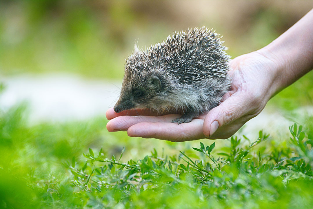 samy wildlife keeper ong mission benevolat centre de soin faune sauvage 1