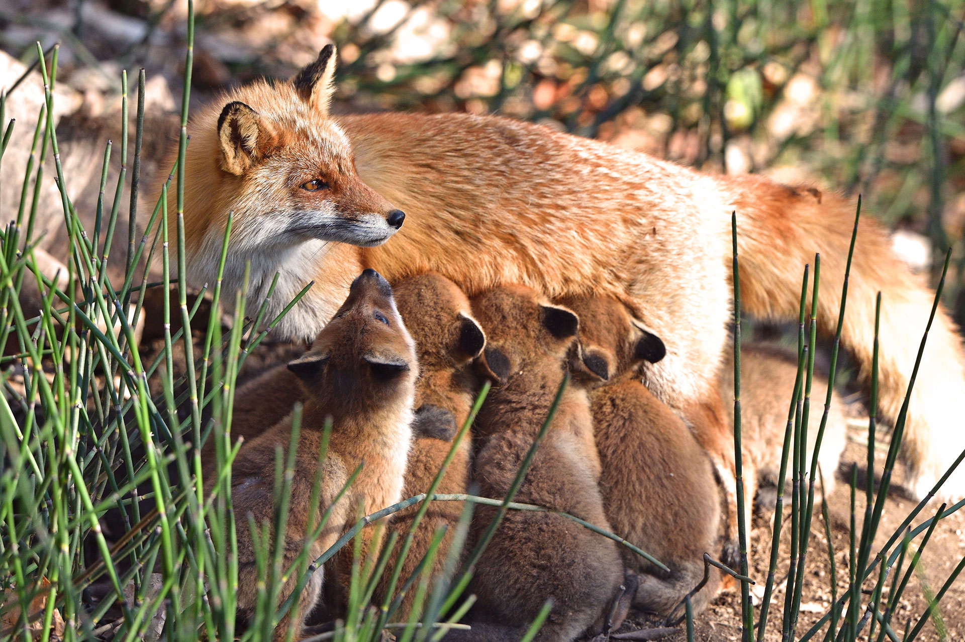 samy wildlife keeper ong nos combats preserver la faune sauvage