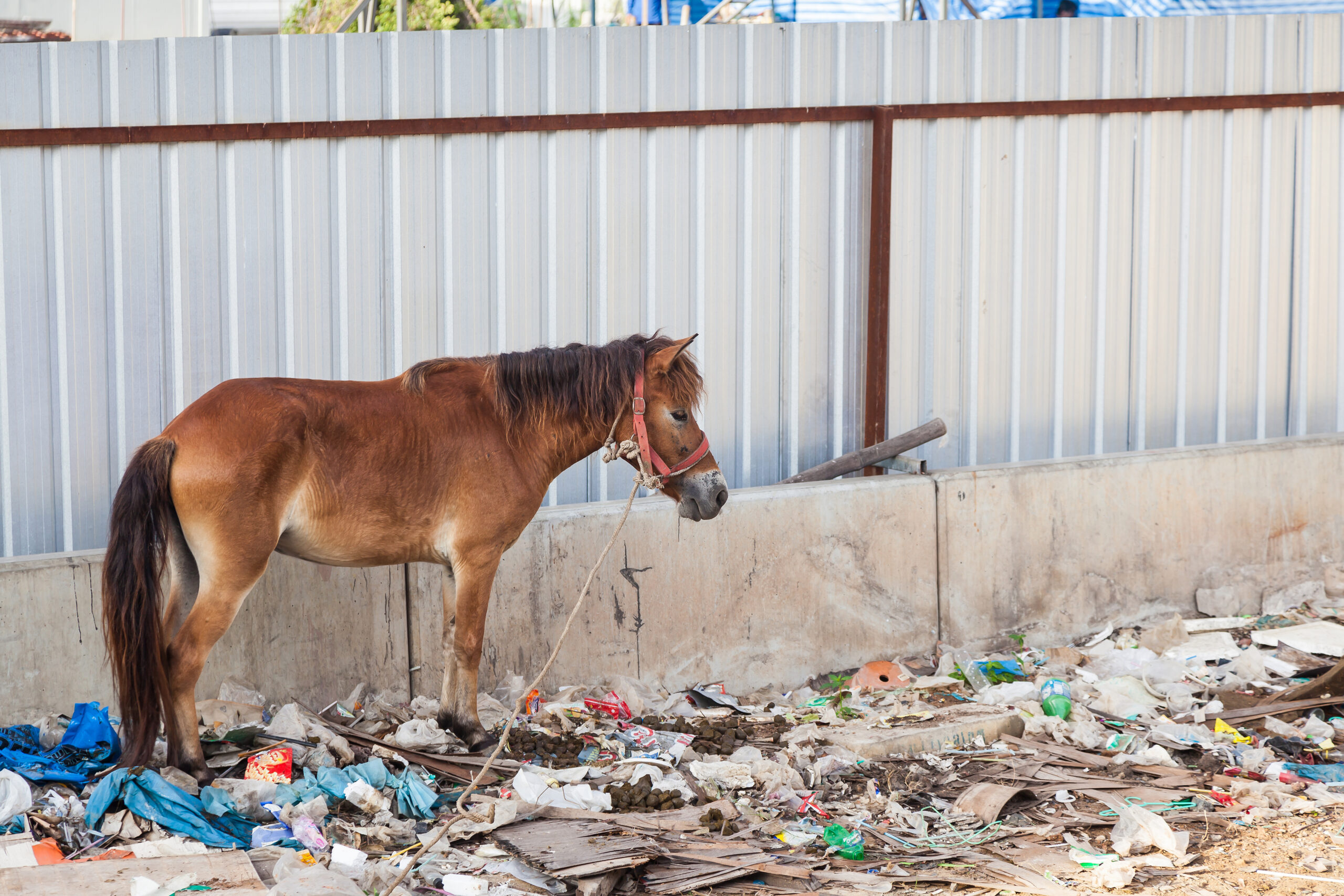 samy wildlife keeper ong actualite maltraitance animale