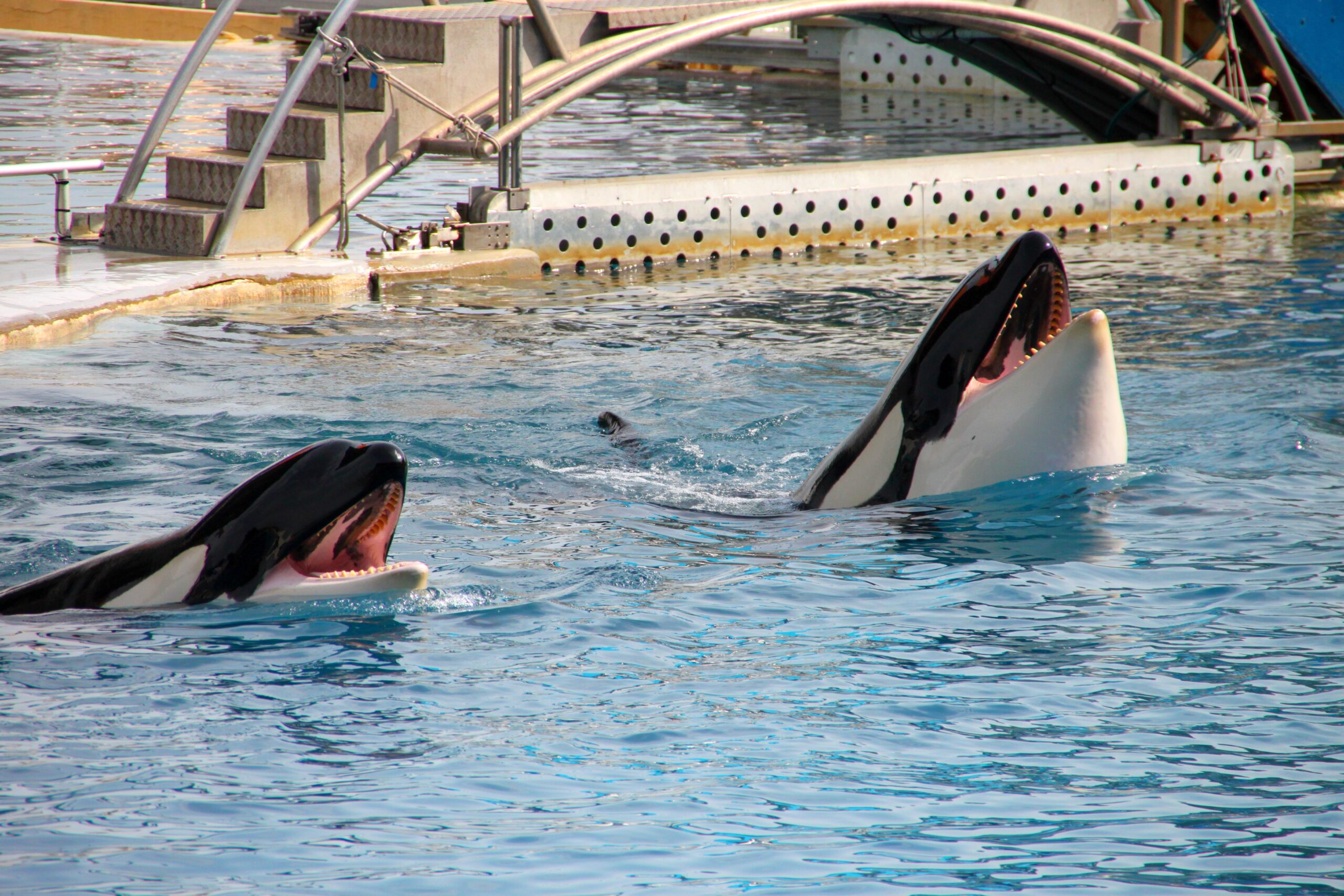 samy wildlife keeper ong actualite rassemblement marineland antibes orques