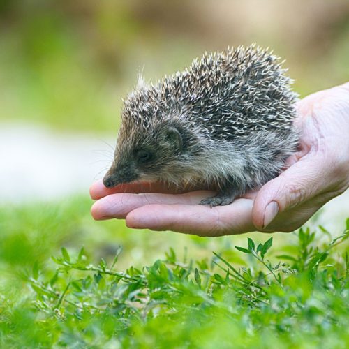 samy wildlife keeper ong mission benevolat centre de soin faune sauvage 1