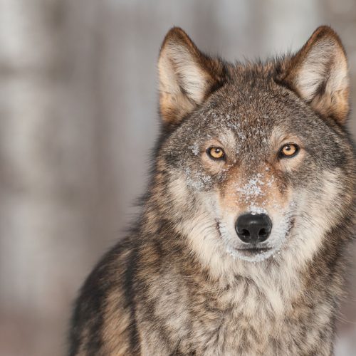 Grey Wolf (Canis lupus) Portrait